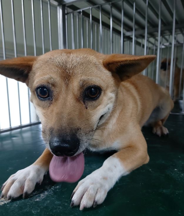 보령시유기동물보호소_444451202300653